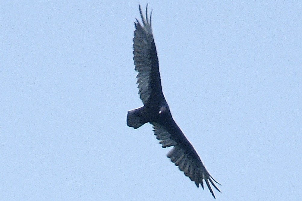 Black Vulture - Beth Basile