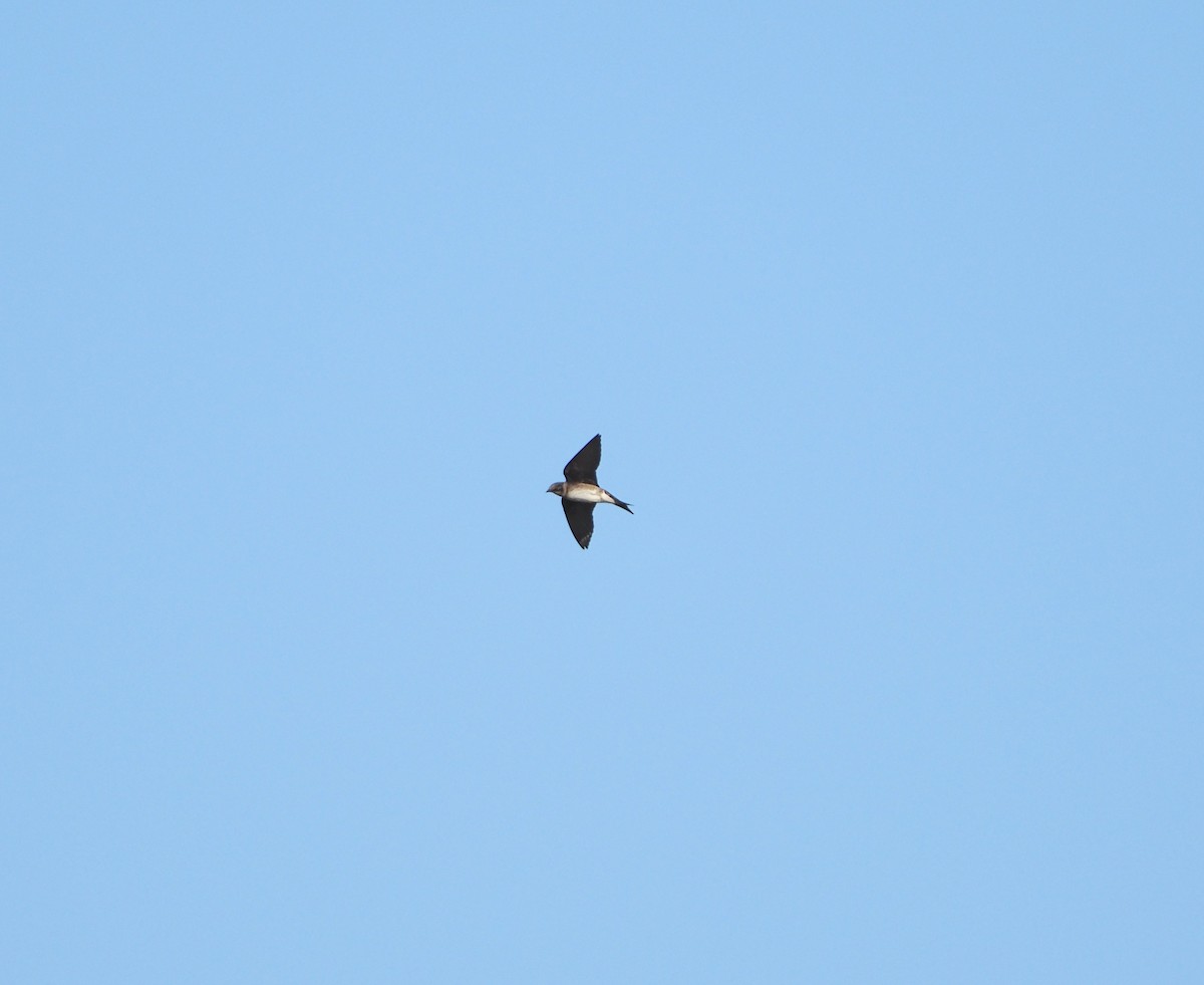 Purple Martin - ML619655136