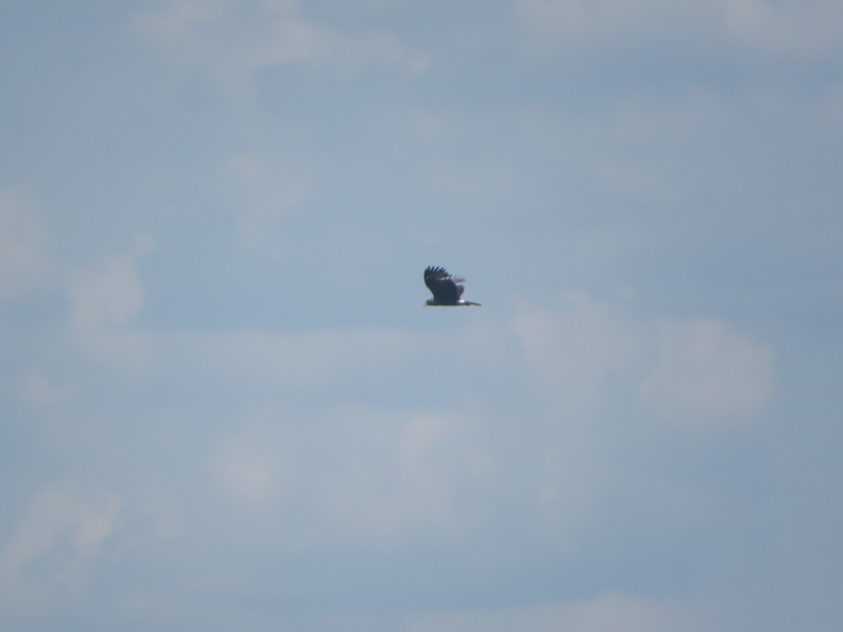 Snail Kite - Joel Jacobson