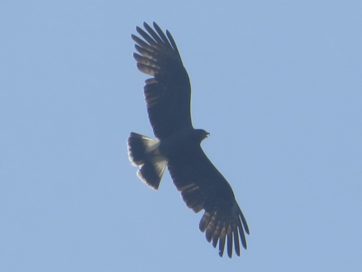 Snail Kite - Joel Jacobson