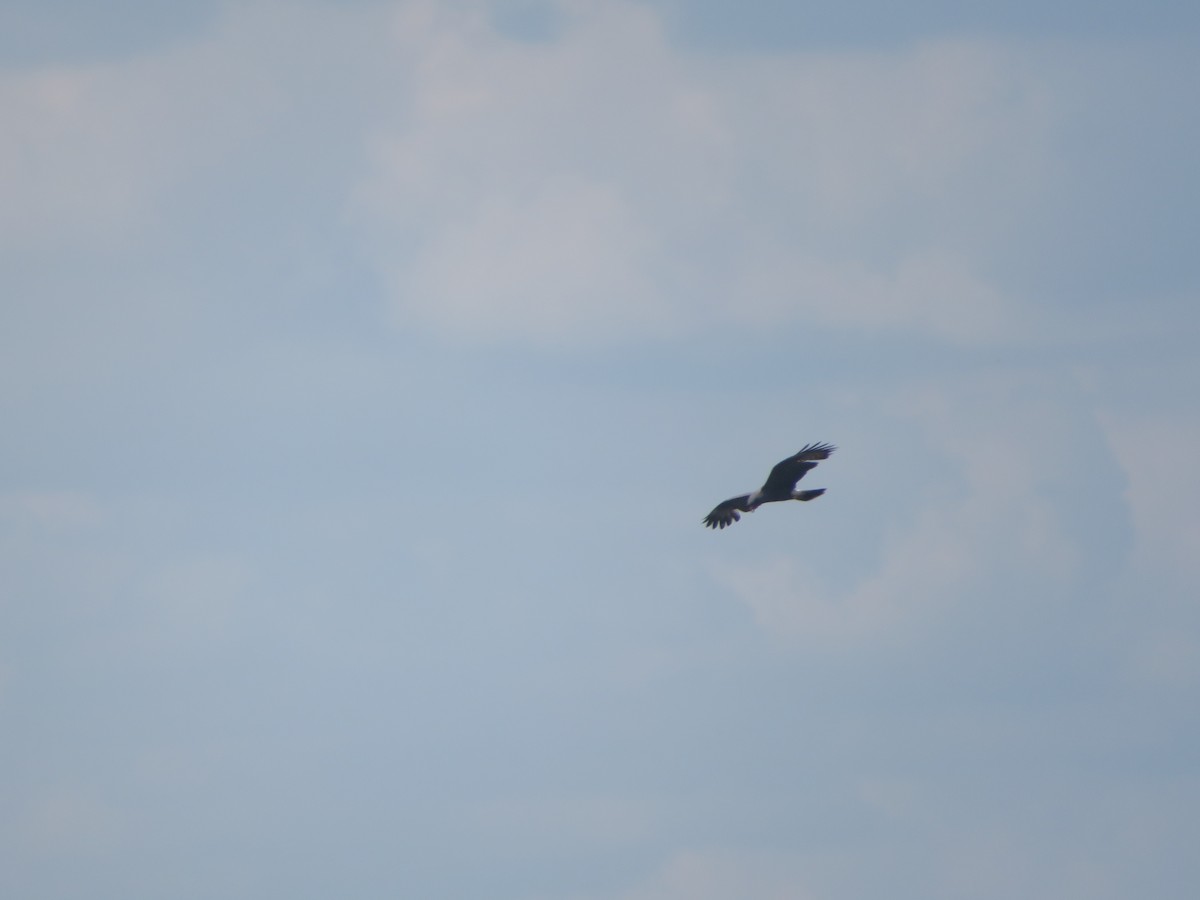 Snail Kite - Joel Jacobson