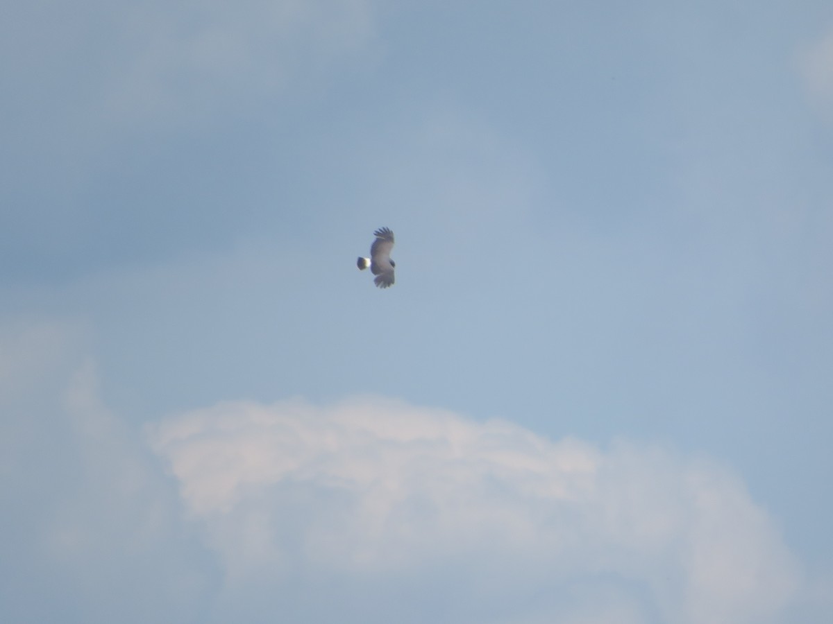 Snail Kite - Joel Jacobson