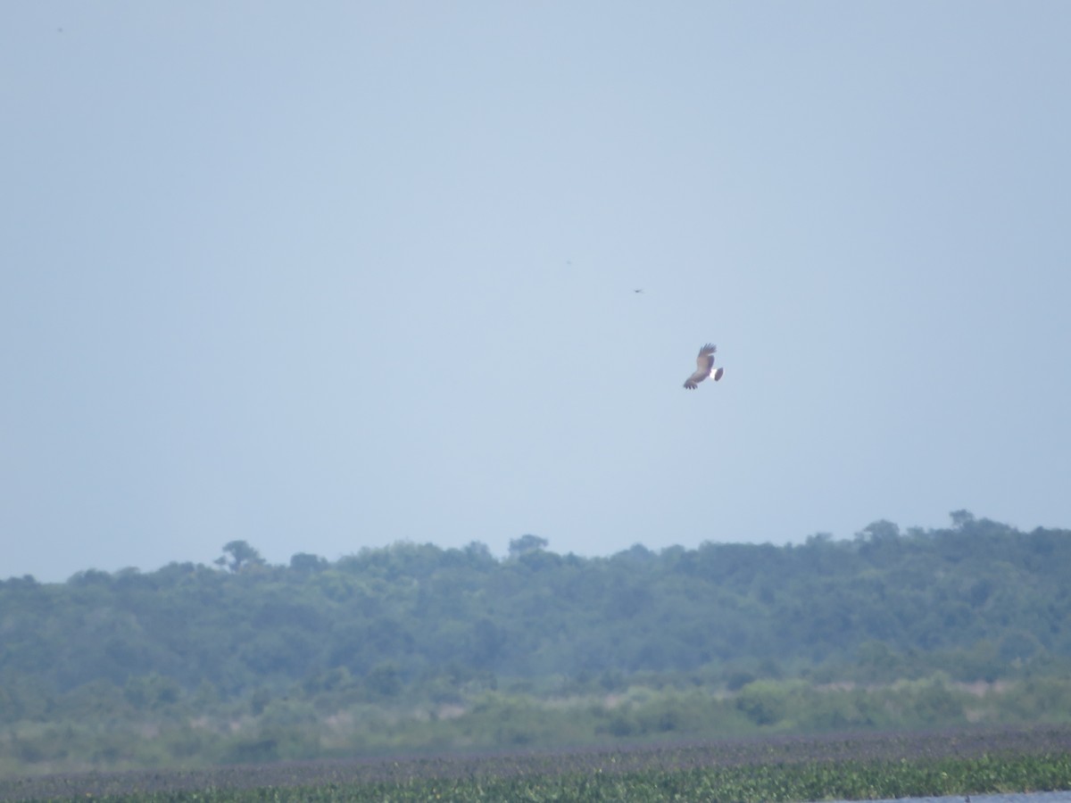 Snail Kite - Joel Jacobson