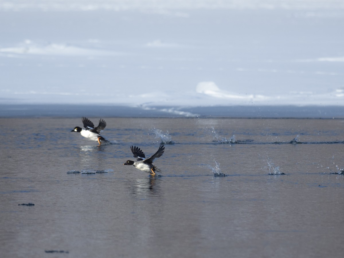 Common Goldeneye - Michael Dockery