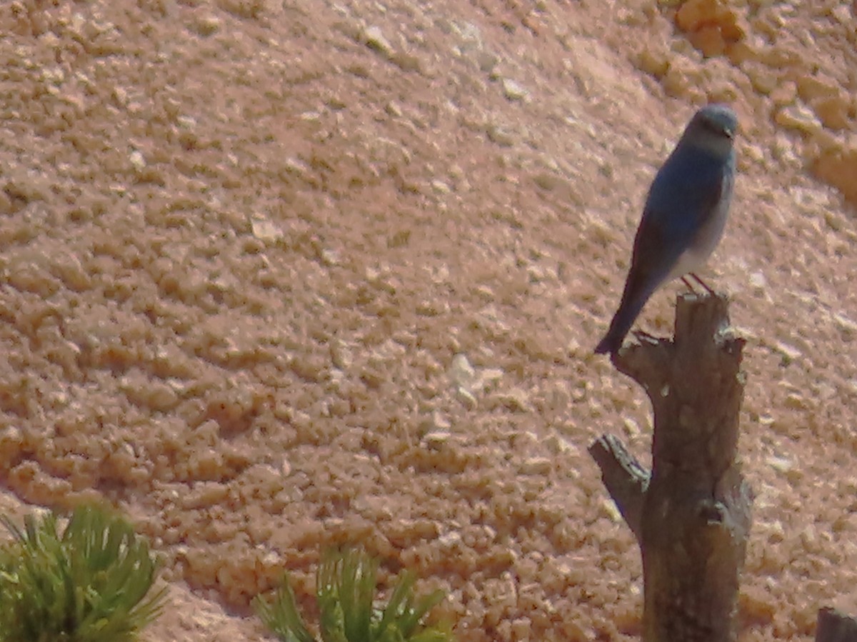 Western Bluebird - Ursula  Mitra