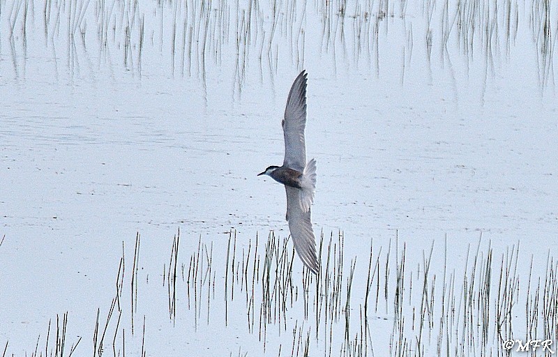 Whiskered Tern - Marc Roca