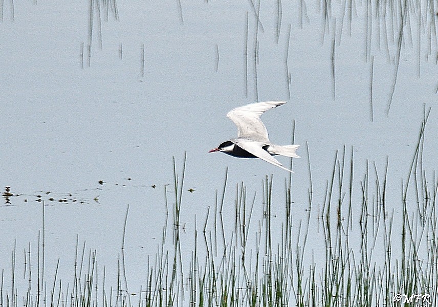 Whiskered Tern - ML619655160