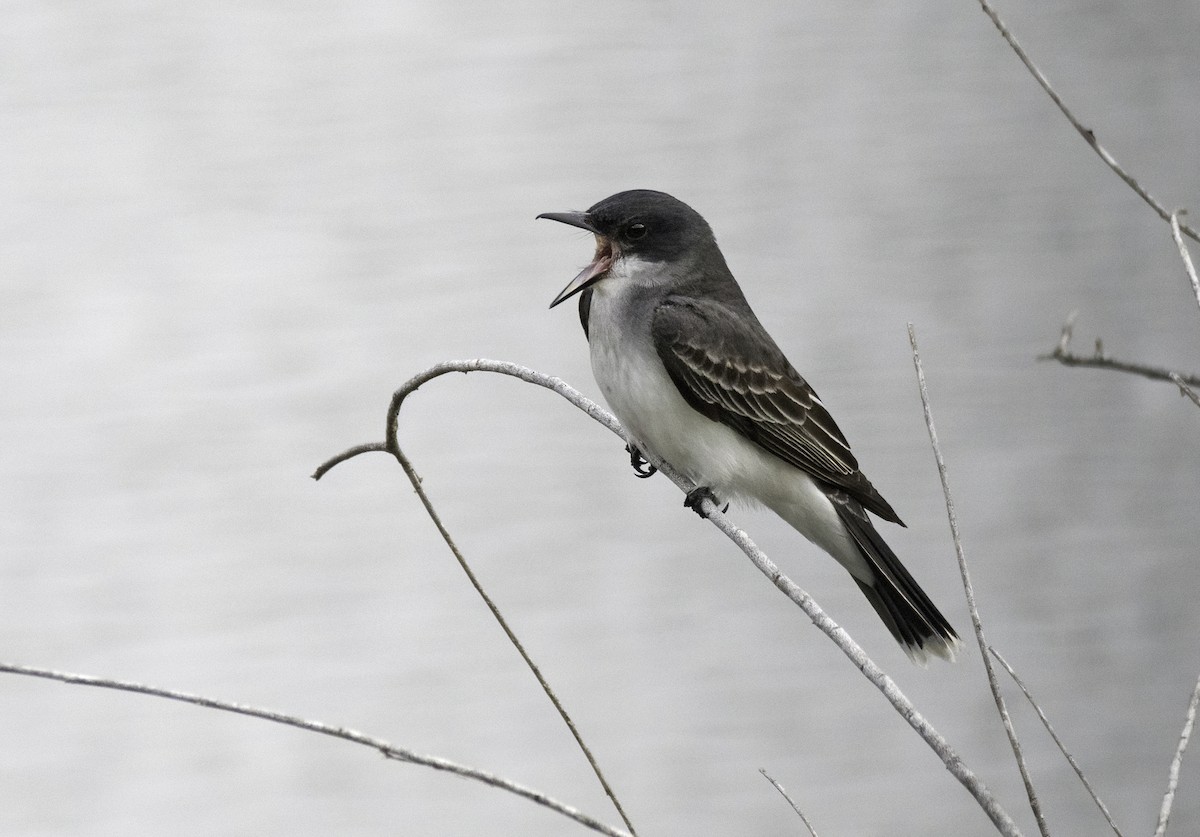 Eastern Kingbird - Alison Davies