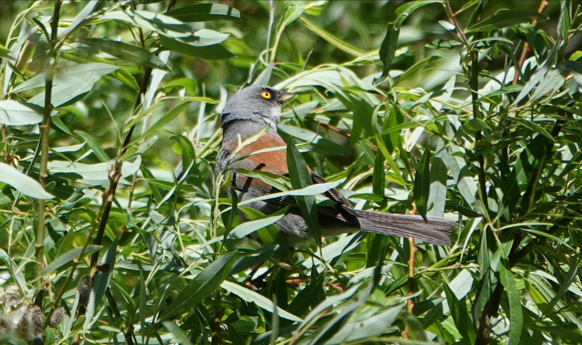 Yellow-eyed Junco - William Boyes