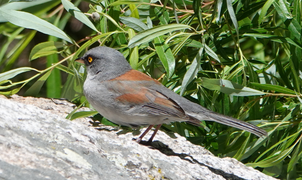 Yellow-eyed Junco - William Boyes