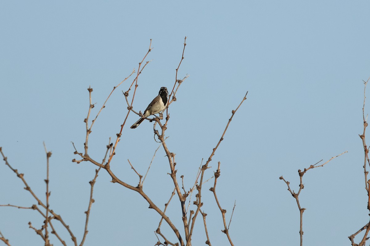 Black-throated Sparrow - Terry Mitchell