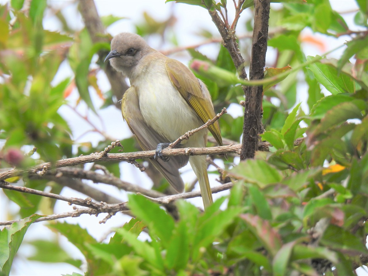 Brown Honeyeater - Monica Mesch