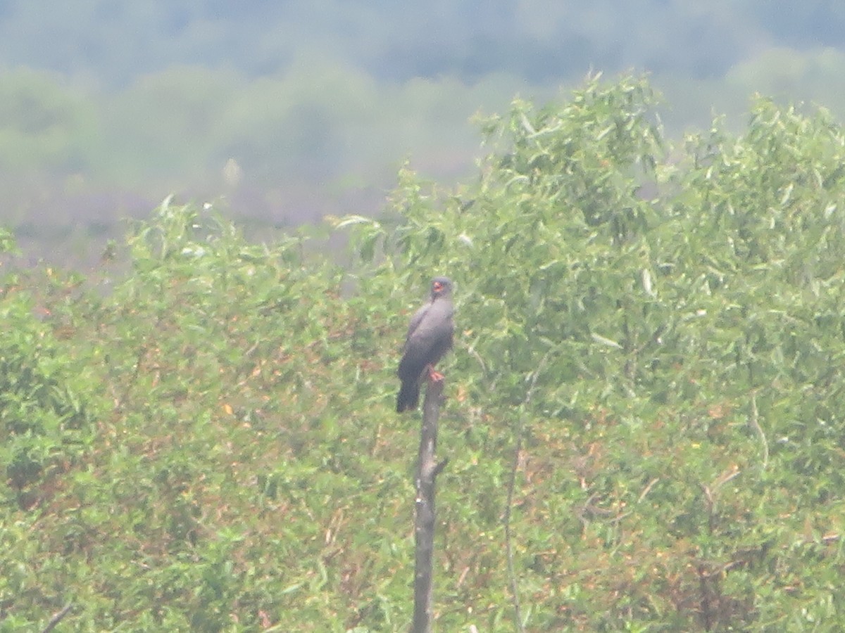 Snail Kite - Joel Jacobson