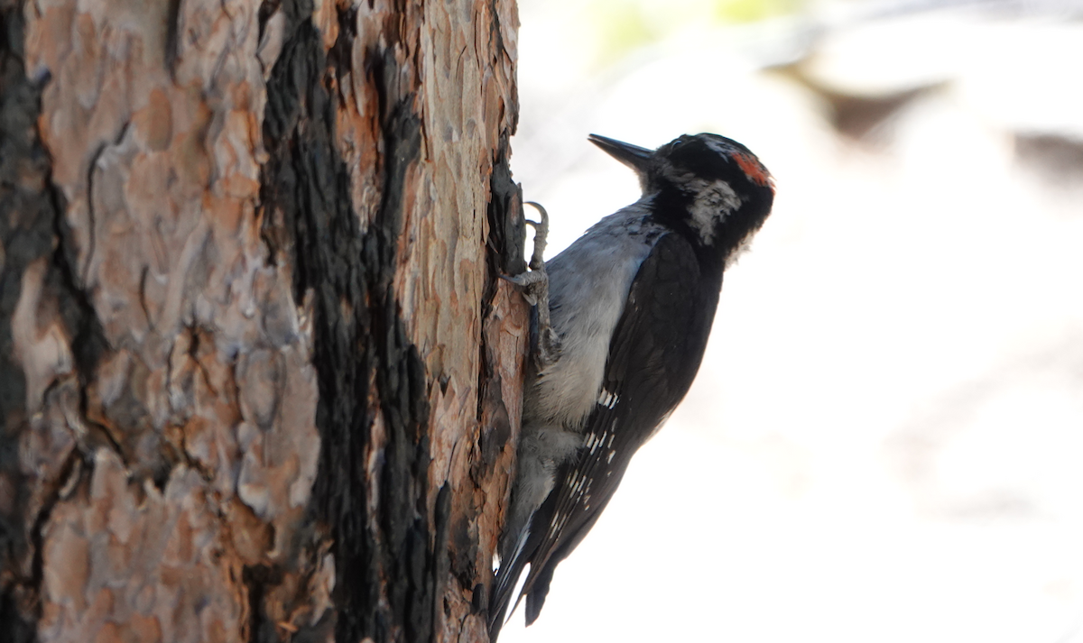 Hairy Woodpecker - William Boyes