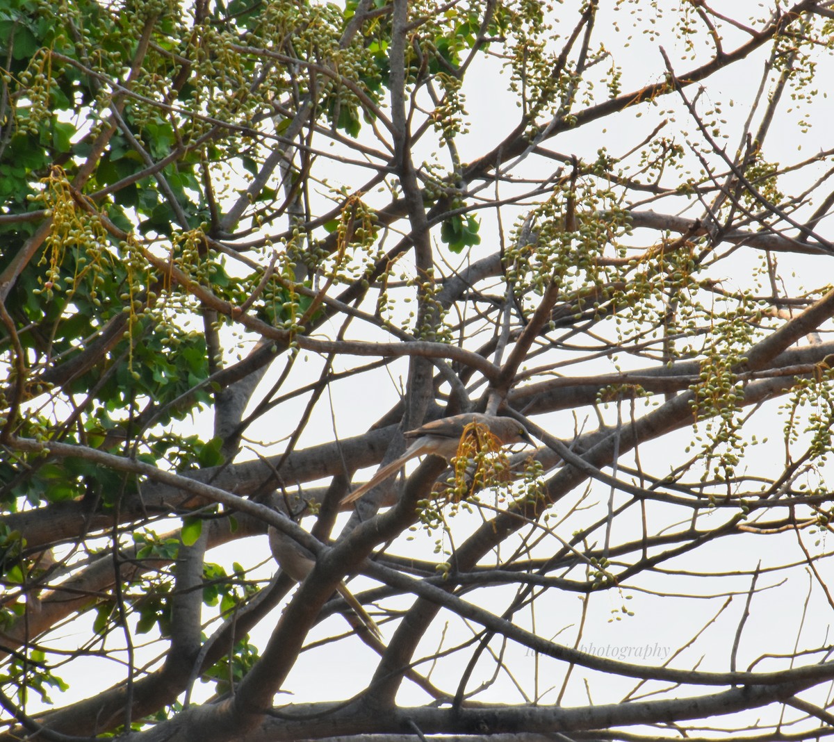 Large Gray Babbler - Tania De