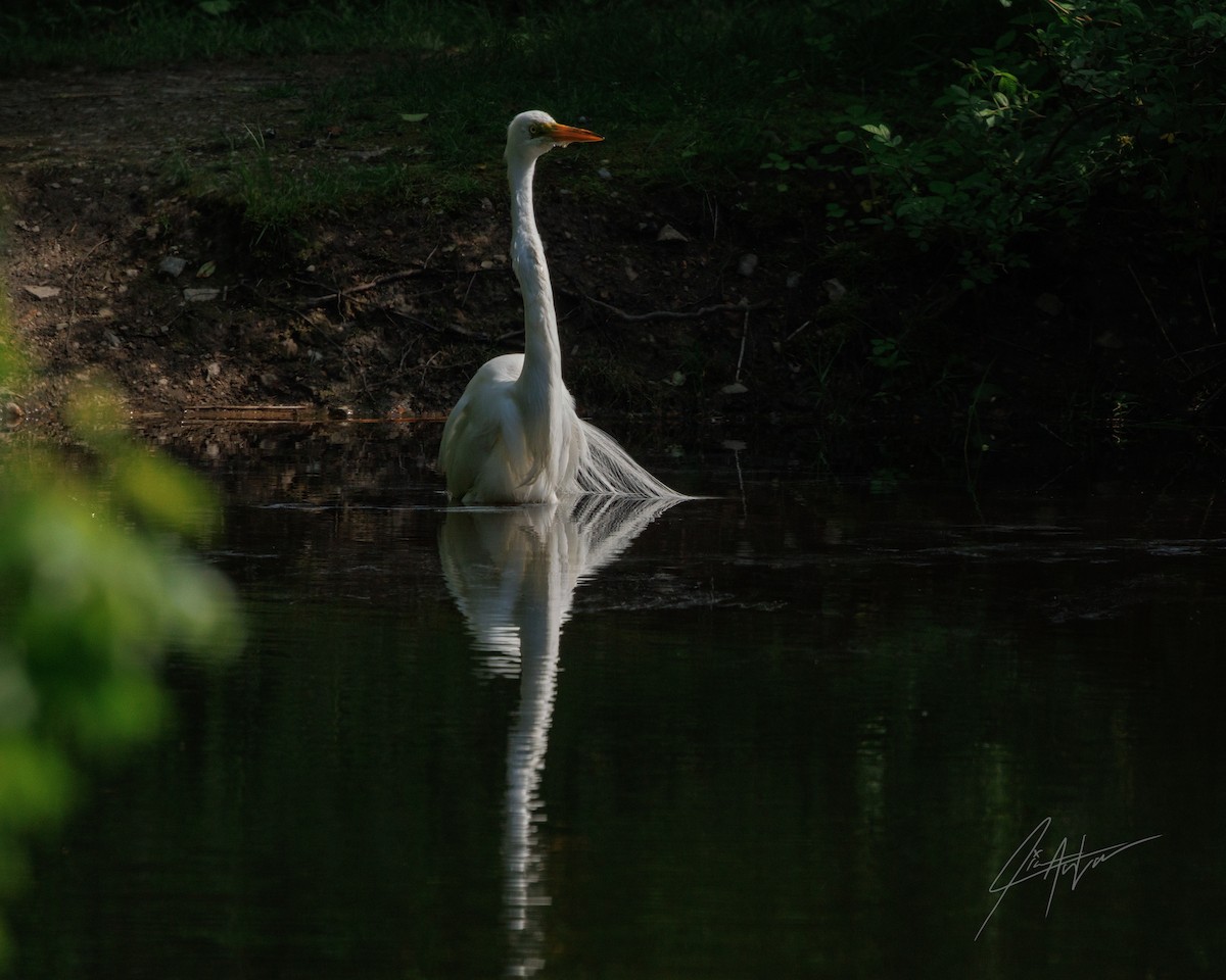 Great Egret - Jim Ankrom