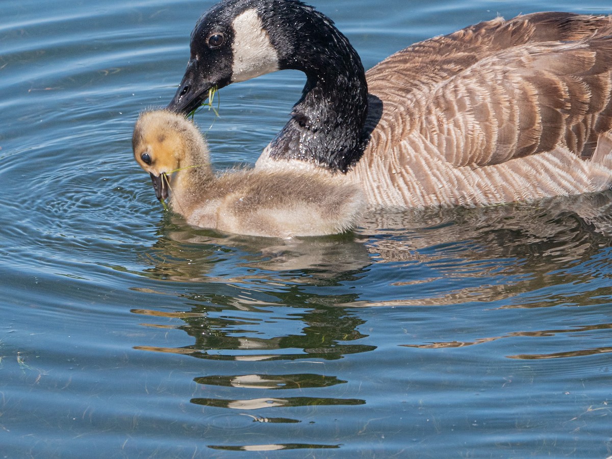 Canada Goose - Kurt Buzard