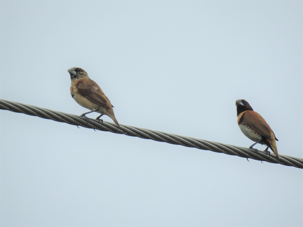 Chestnut-breasted Munia - Monica Mesch