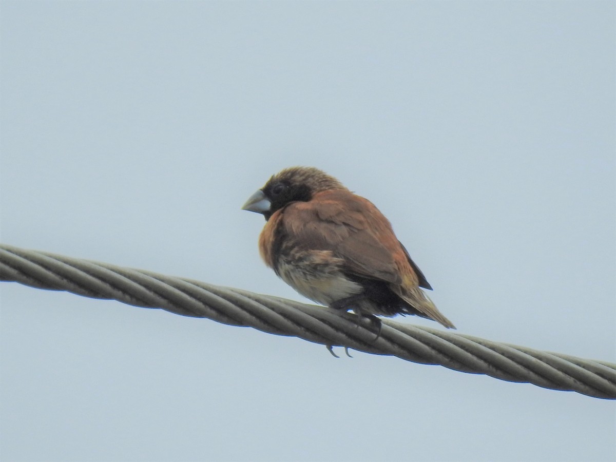 Chestnut-breasted Munia - Monica Mesch