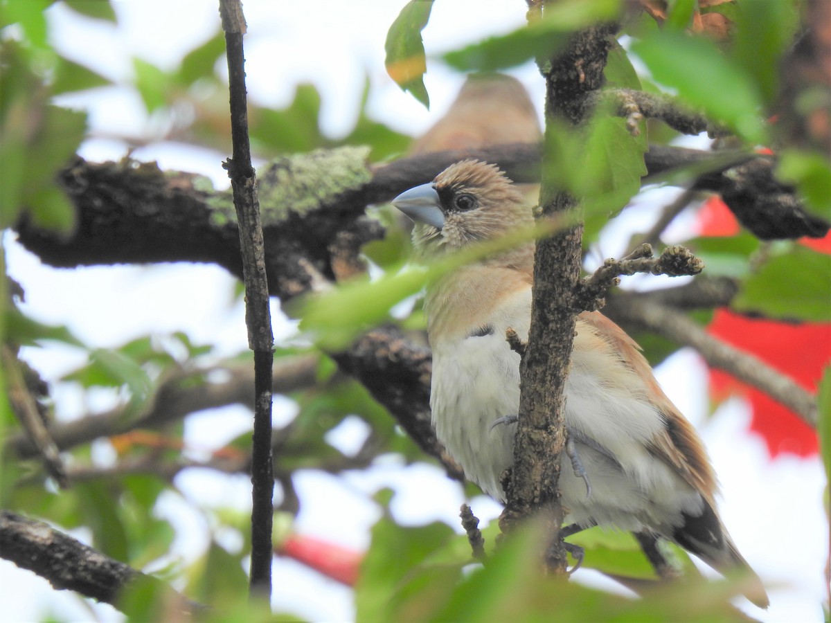 Chestnut-breasted Munia - Monica Mesch