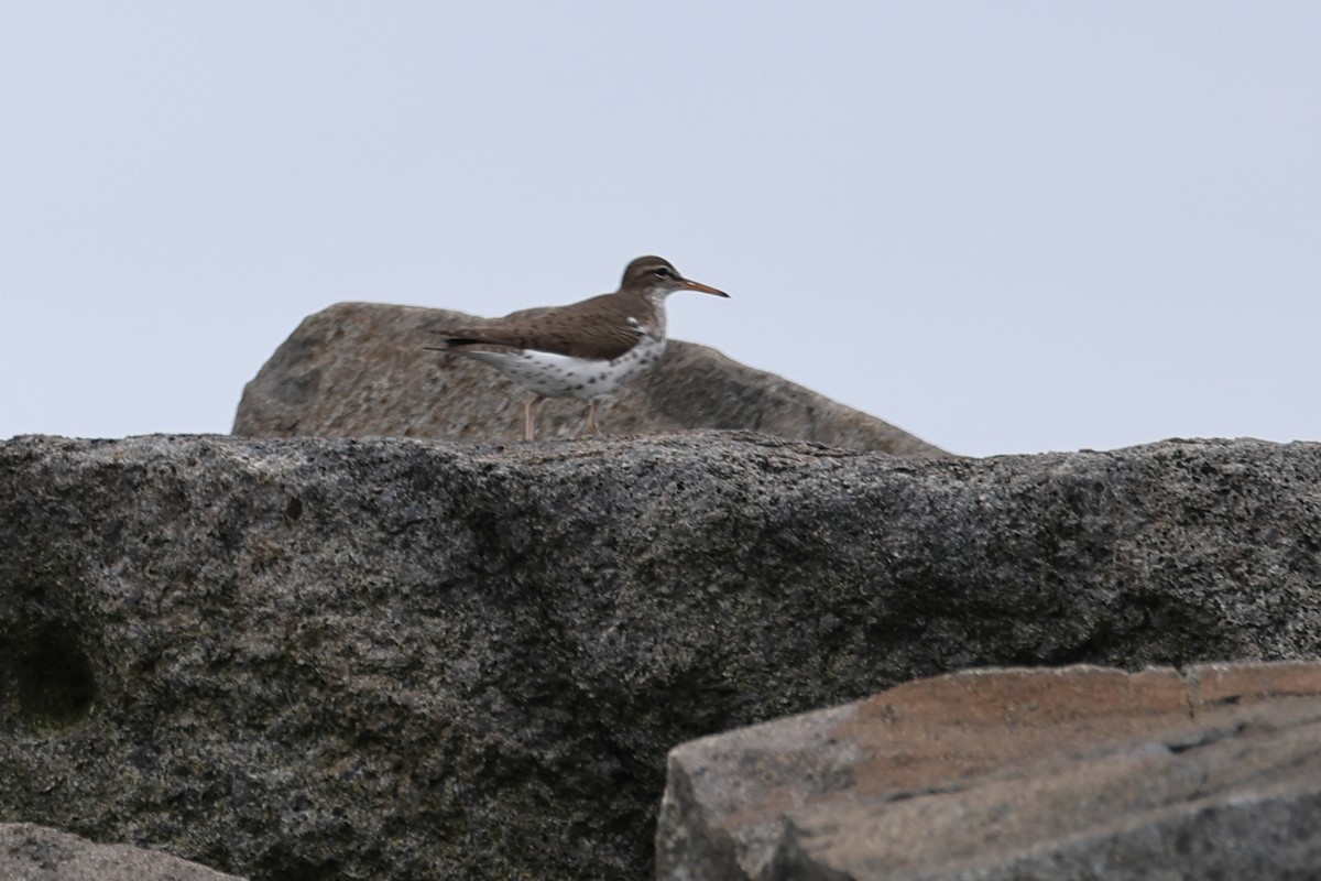 Spotted Sandpiper - Darcy Pinotti