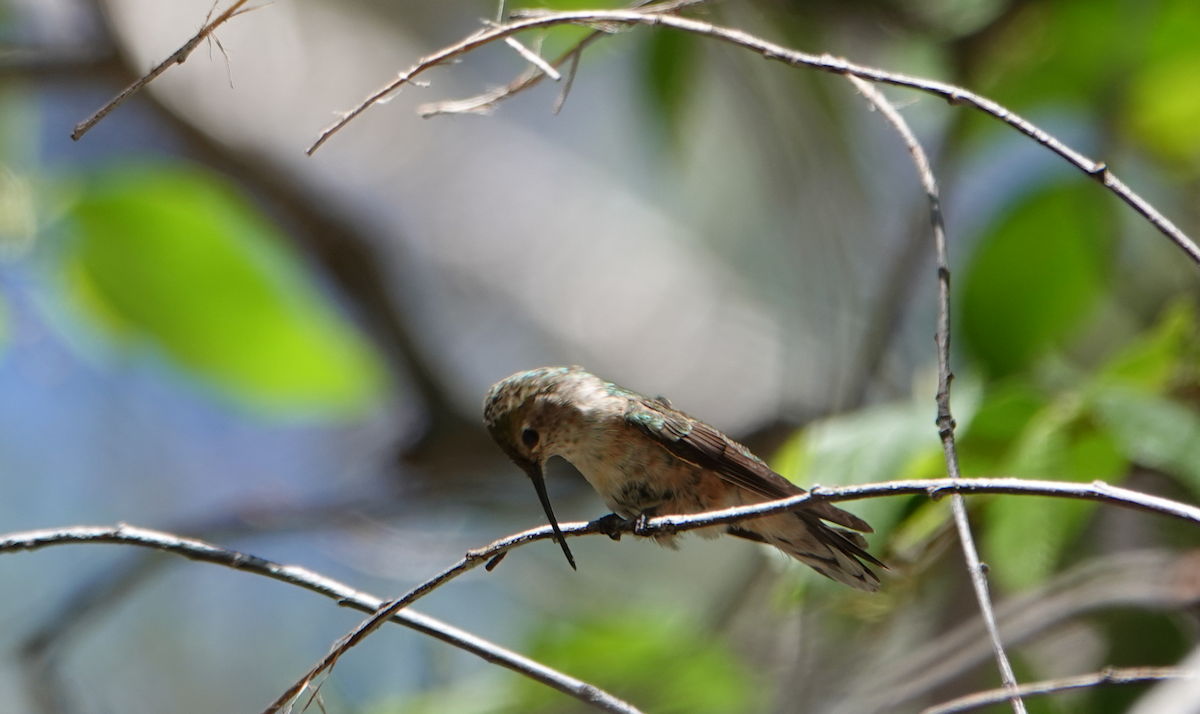 Broad-tailed Hummingbird - William Boyes