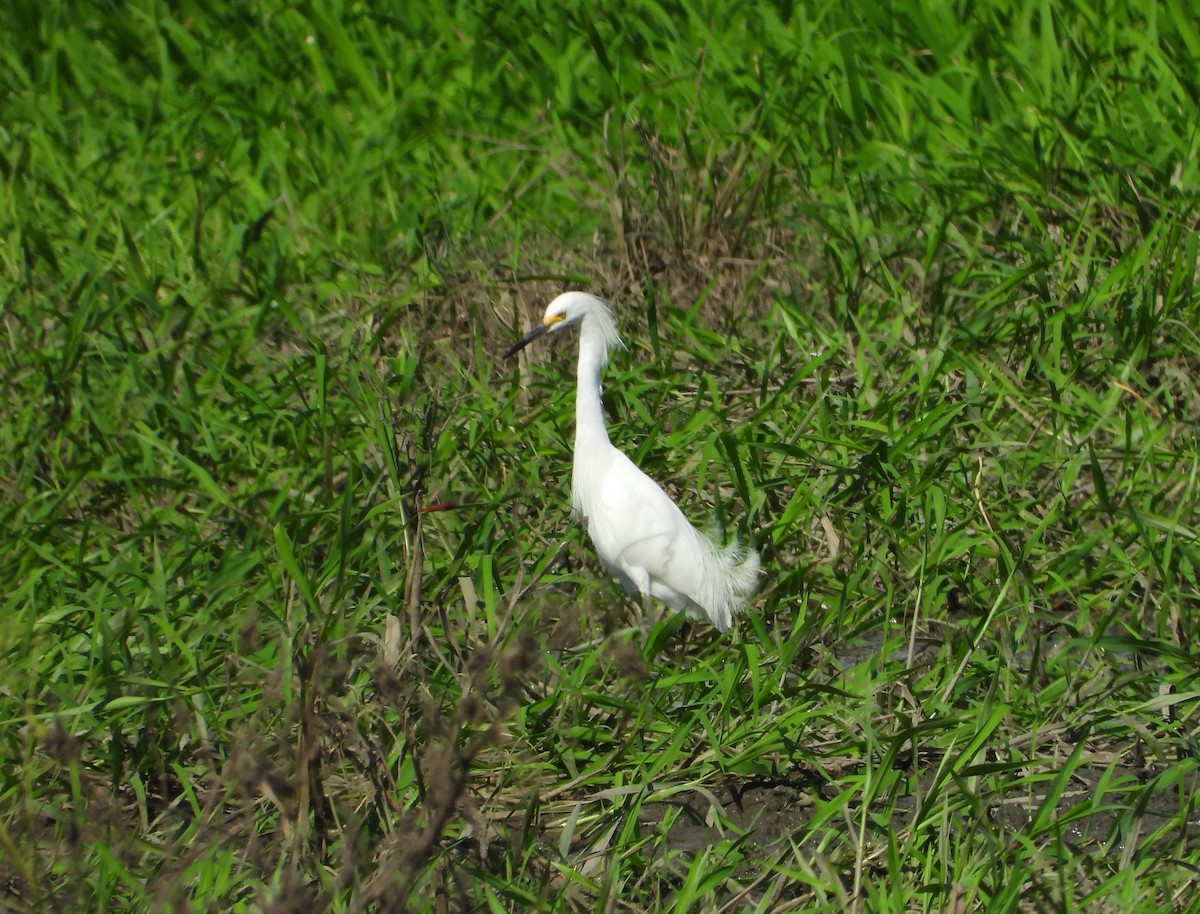 Snowy Egret - Jose Fernando Sanchez O.