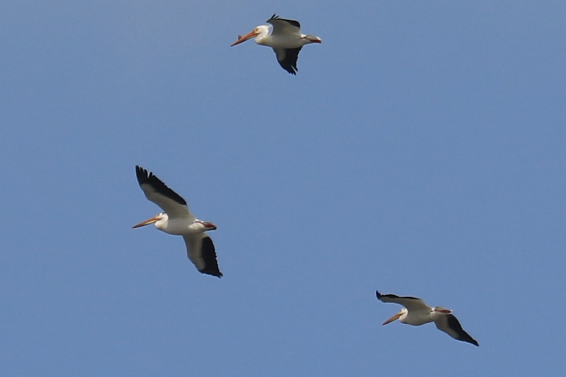 American White Pelican - Jennifer Allison