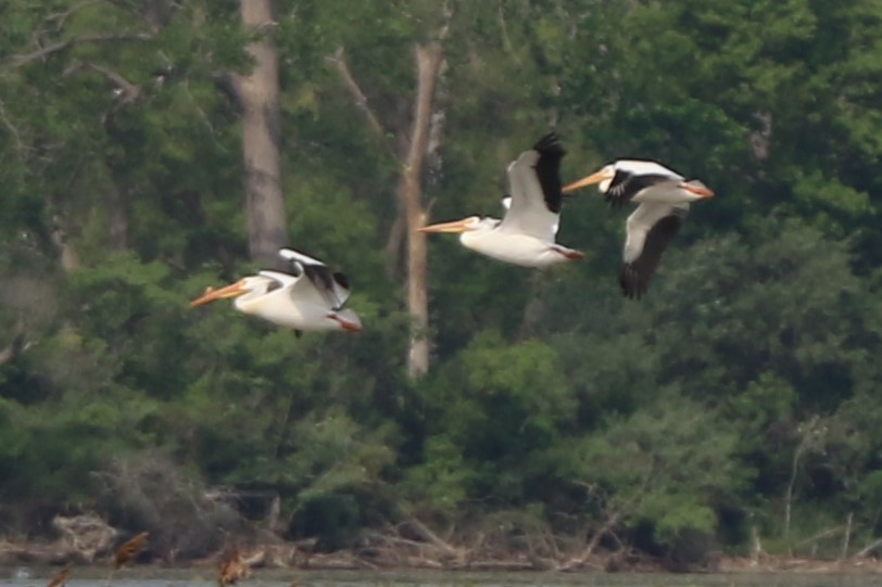 American White Pelican - Jennifer Allison