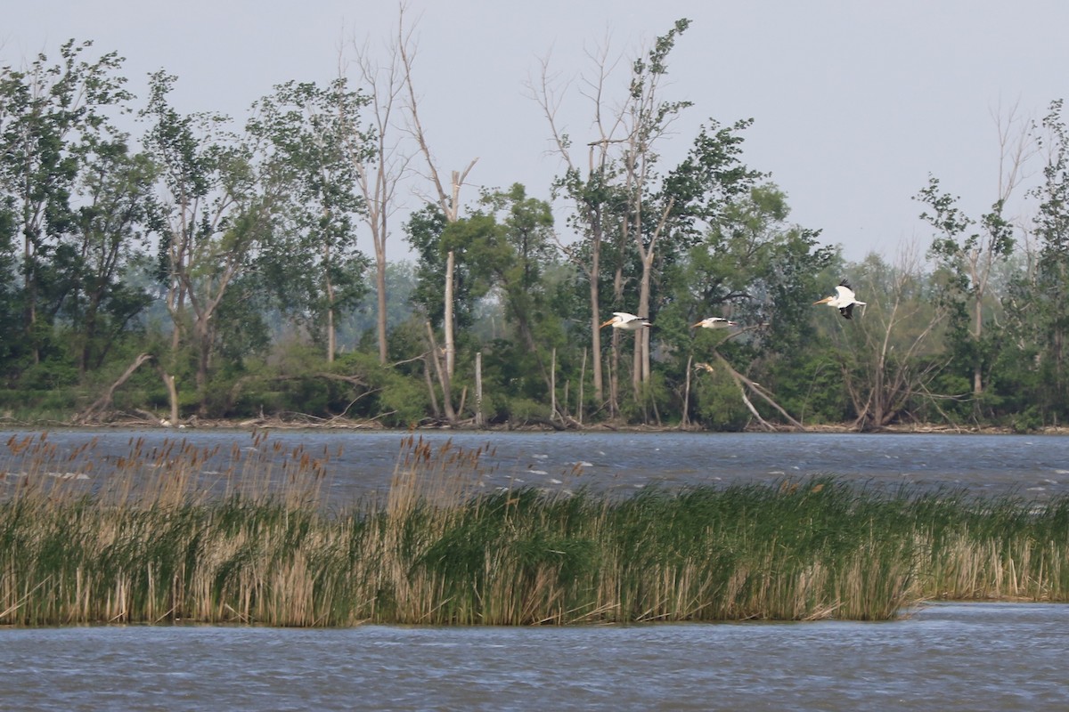 American White Pelican - Jennifer Allison