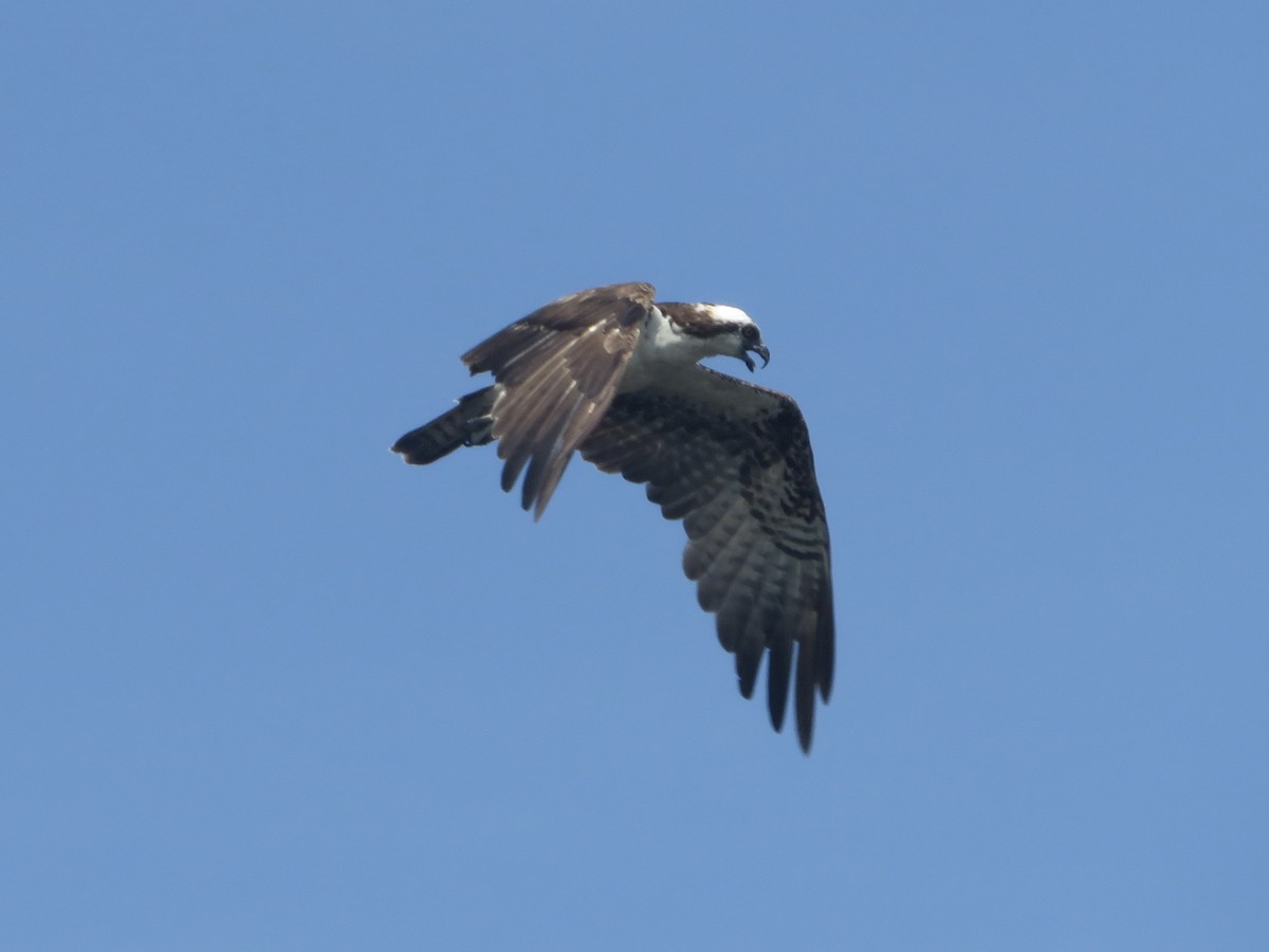 Osprey - Joel Jacobson