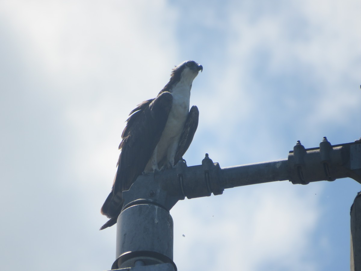 Osprey - Joel Jacobson