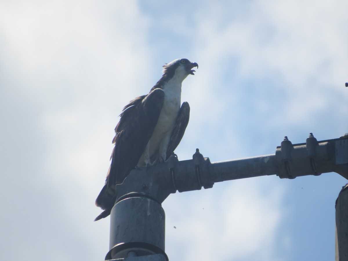 Osprey - Joel Jacobson