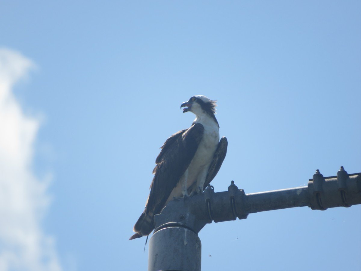 Osprey - Joel Jacobson