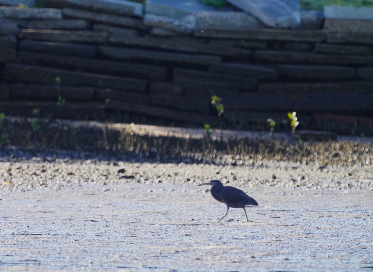 Pacific Reef-Heron - May Britton