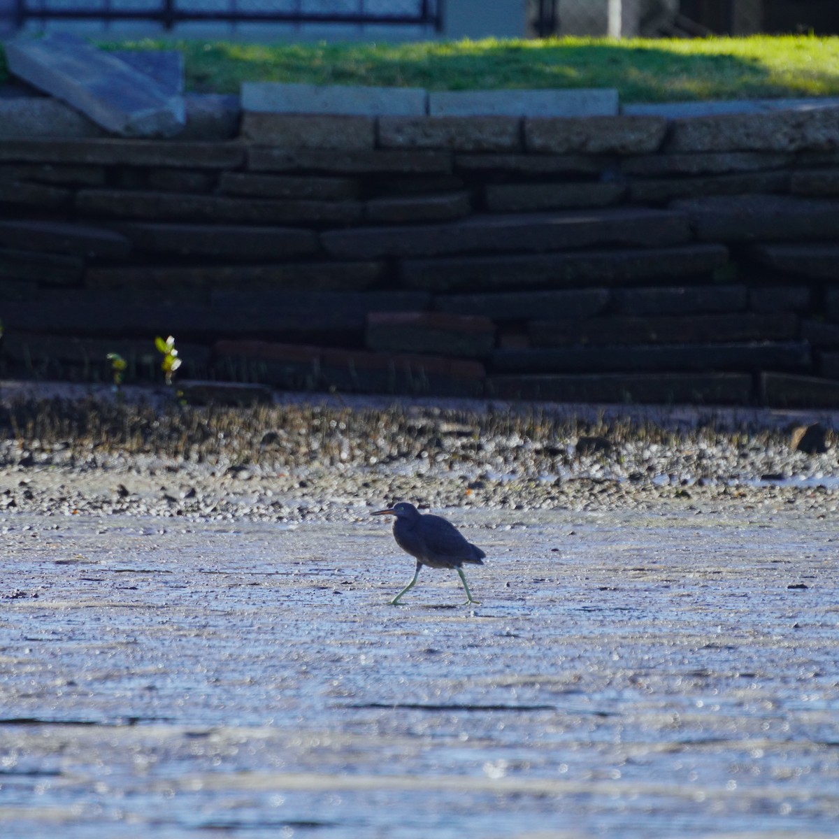 Pacific Reef-Heron - May Britton