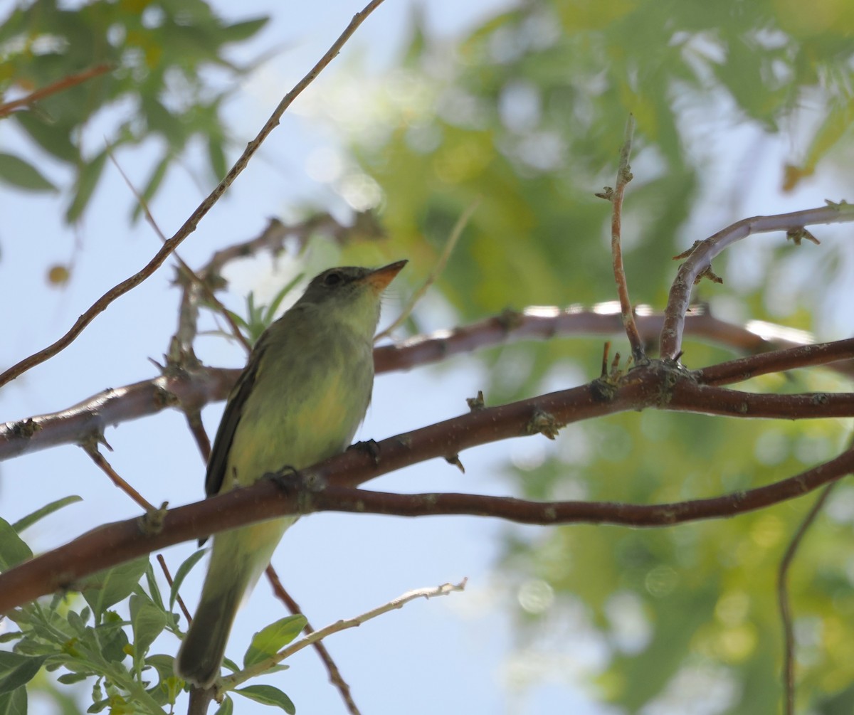 Willow Flycatcher - ML619655216