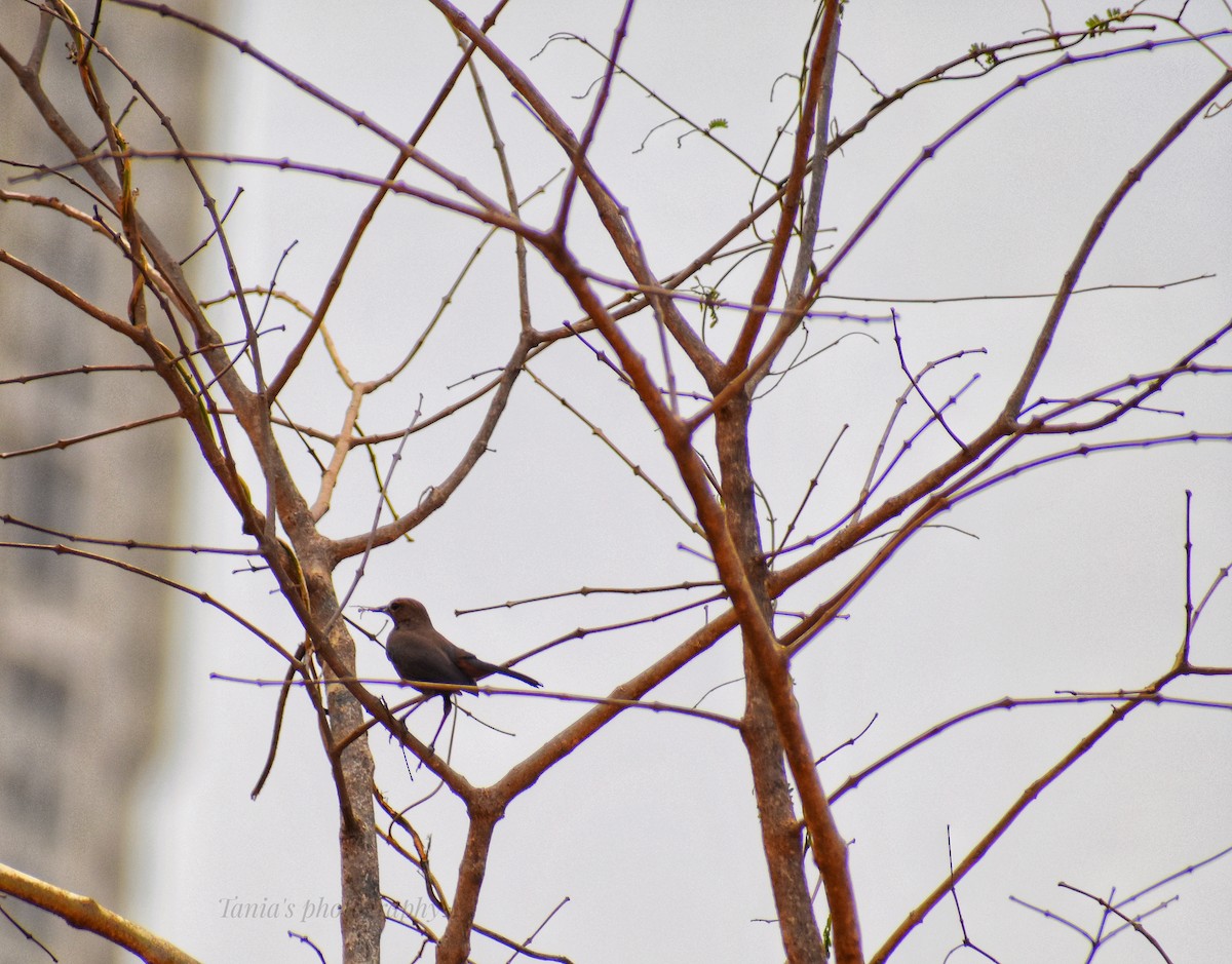 Indian Robin - Tania De