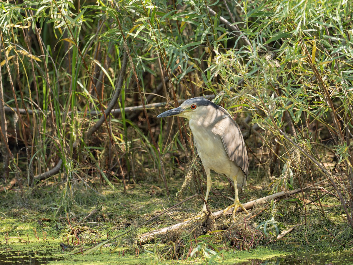 Black-crowned Night Heron - ML619655228