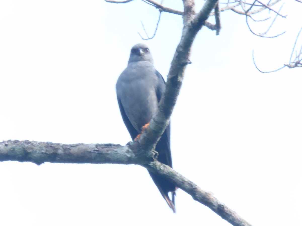 Plumbeous Kite - ML619655242