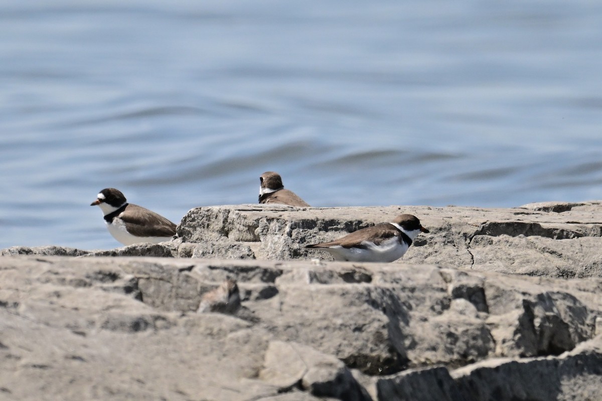 Semipalmated Plover - Christiane Larose