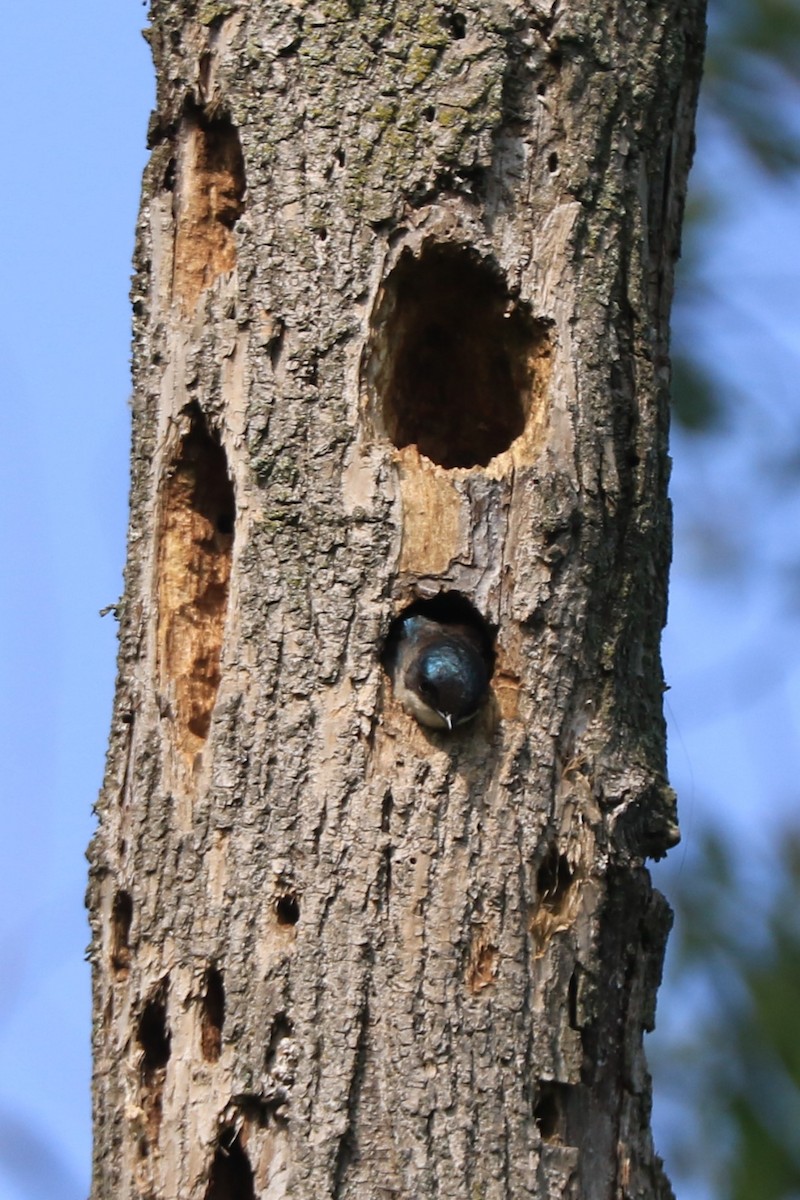 Tree Swallow - Jennifer Allison