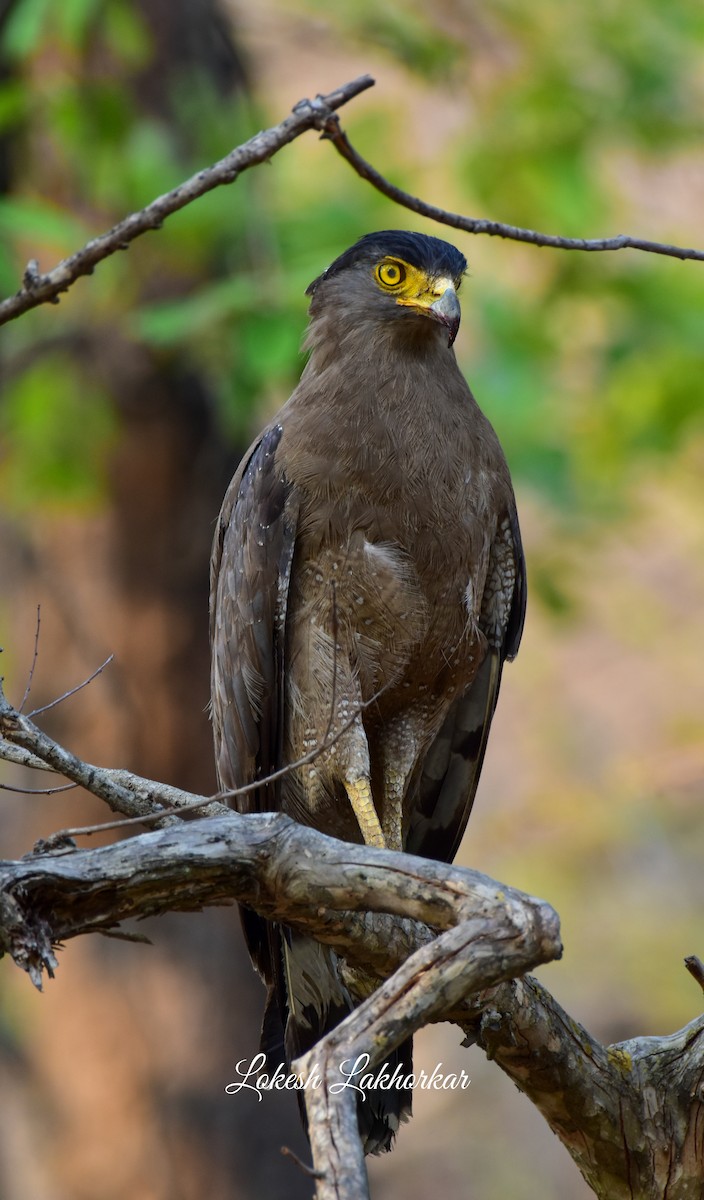 Crested Serpent-Eagle - Lokesh Lakhorkar