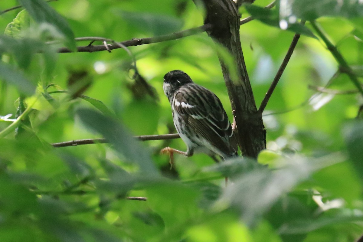 Blackpoll Warbler - Jennifer Allison