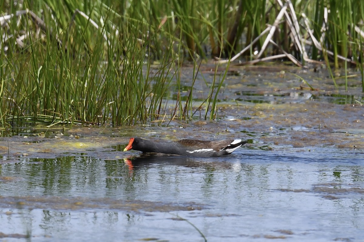 Common Gallinule - Christiane Hébert