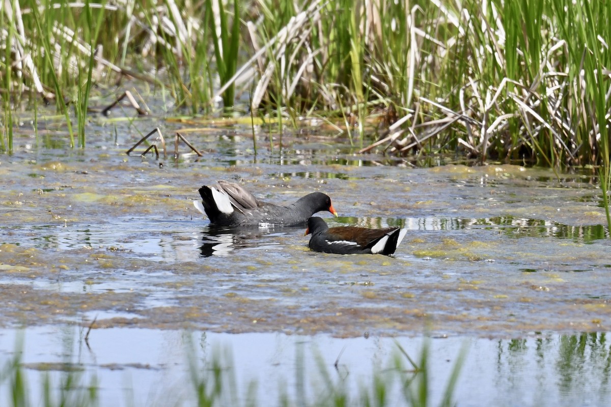 Common Gallinule - Christiane Hébert