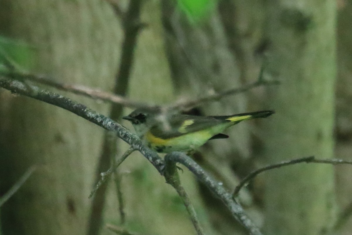 American Redstart - Jennifer Allison