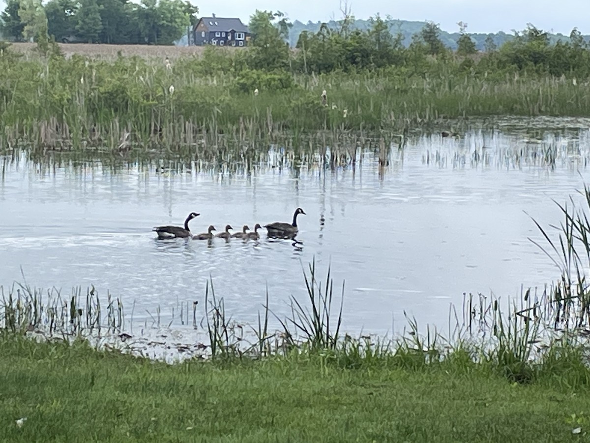 Canada Goose - Anne Barbour