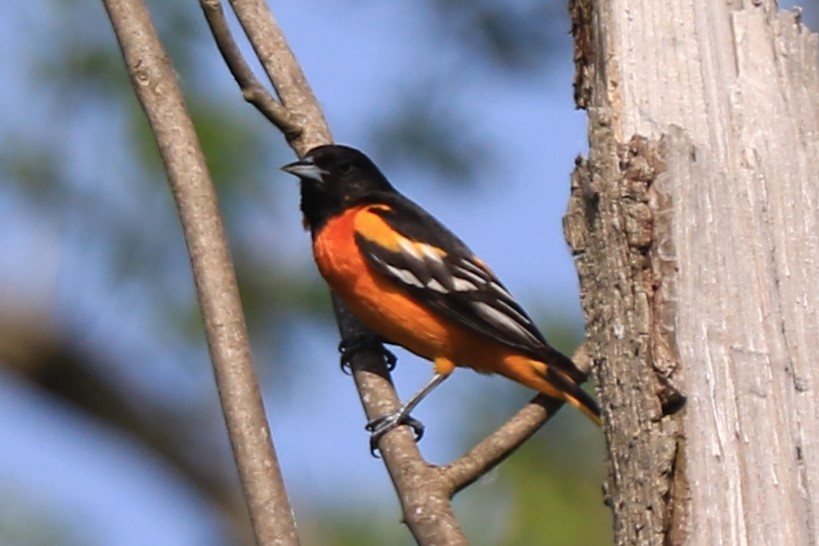 Baltimore Oriole - Jennifer Allison