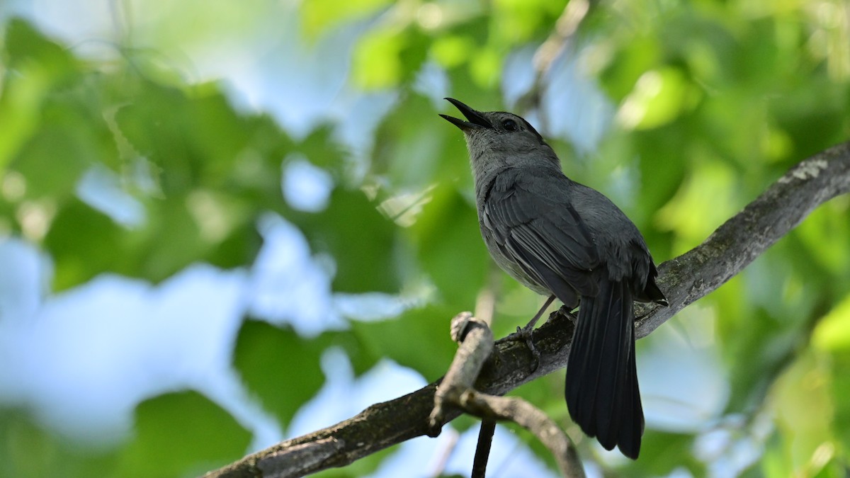 Gray Catbird - Christiane Larose